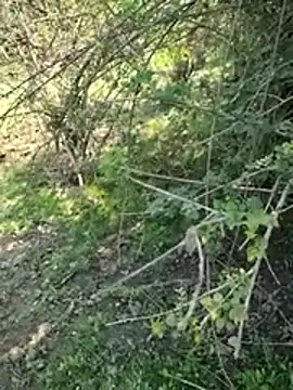 88zaifkhan88 online show from 03-02-26, 04:46