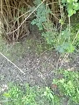 88zaifkhan88 online show from 03-02-26, 05:08