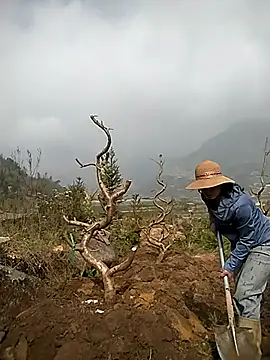 Alibabapi online show from 03-25-26, 02:12