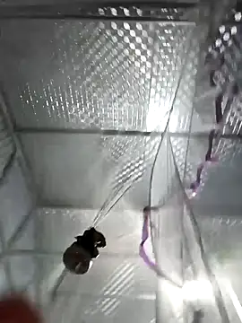 Evelyn-n online show from 03-04-26, 12:24