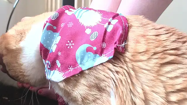 Feetbeth online show from 03-04-26, 07:43