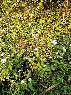 seacyre online show from 04-13-26, 12:58