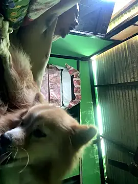 Fixvyusv online show from 01-12-26, 05:14