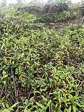 Sheela Sex90 online show from 04-16-26, 04:02