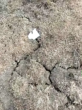 Tamilpaiyan07 online show from 03-11-26, 10:53