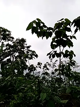 galaxy898 online show from 03-15-26, 10:55