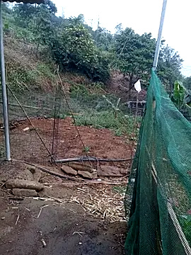 congchua977 online show from 03-10-26, 11:53