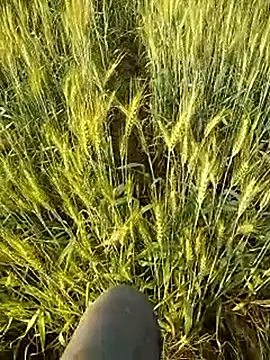 Snapshot of hornycouple20000 chatting on 02-21-26, 11:56 hornycouple20000 online show from 02-21-26, 11:56