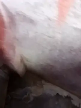 daksh  8 inche online show from 04-08-26, 09:16