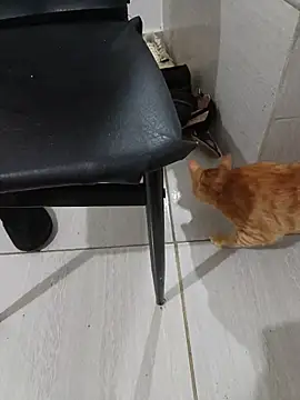 hotbuch online show from 01-06-26, 06:56