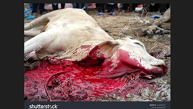 Clima muse online show from 04-12-26, 01:42