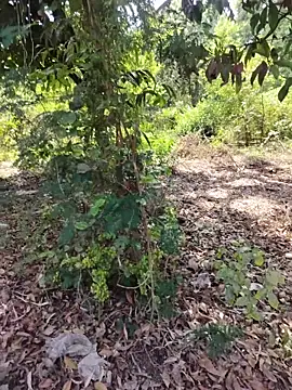 desiBig dick online show from 03-23-26, 08:58