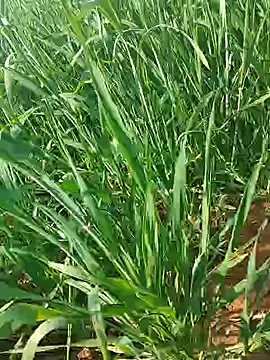 Kirti sexy online show from 01-15-26, 09:23