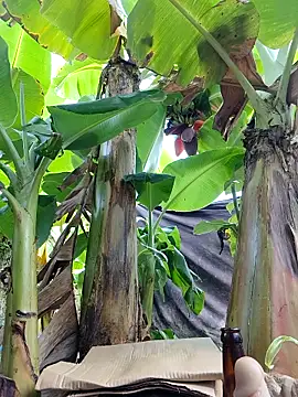 Hivi 09 online show from 04-12-26, 12:25