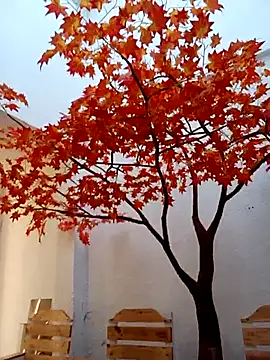 Dante Knox online show from 02-14-26, 11:54