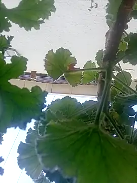 dicklife3485 online show from 04-04-26, 08:43