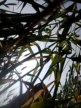 Snapshot of Juli_rathore chatting on 02-23-26, 05:09 Juli rathore online show from 02-23-26, 05:09