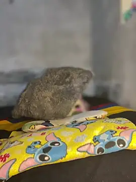 Iam AlexandraRey online show from 02-03-26, 07:13