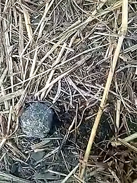 Snapshot of Cute_Boy_4 chatting on 02-04-26, 02:28 Cute Boy 4 online show from 02-04-26, 02:28