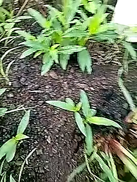 Cute Boy 4 online show from 07-18-26, 01:36