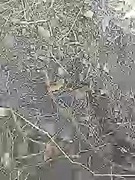 Cute Boy 4 online show from 04-04-26, 07:37