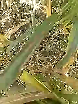 Snapshot of Cute_Boy_4 chatting on 03-01-26, 05:18 Cute Boy 4 online show from 03-01-26, 05:18