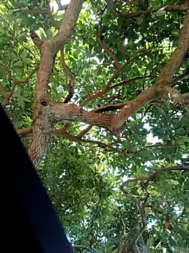 Mkhothiwesibumbu online show from 02-02-26, 06:12