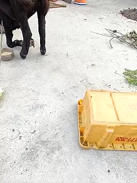 rubitrides11 online show from 02-07-26, 11:29