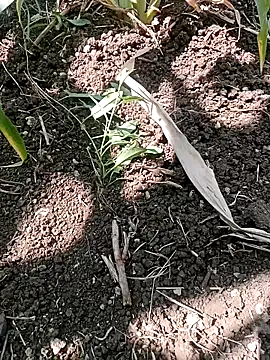 ashwiniraj567 online show from 02-11-26, 06:35