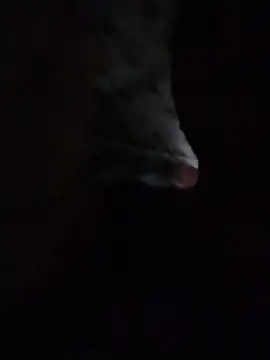 May Bombs online show from 02-05-26, 10:49