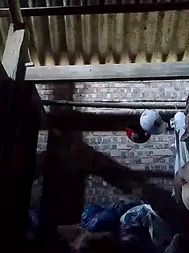 Linka998 online show from 03-02-26, 02:01