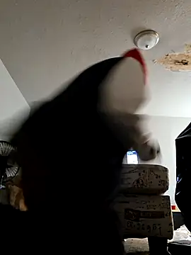 stressrliver88 online show from 02-24-26, 02:51