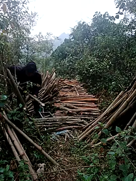 nelina 12345 online show from 04-15-26, 11:16