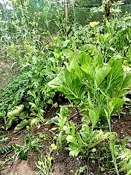 Snapshot of ngocbao11 chatting on 02-26-26, 01:05 ngocbao11 online show from 02-26-26, 01:05