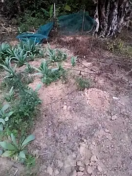 Snapshot of zanh99 chatting on 04-08-26, 11:22 zanh99 online show from 04-08-26, 11:22