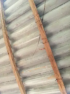 Heylen hooo online show from 03-26-26, 05:17