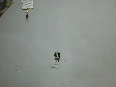 UrsoBissexualPauGrosso online show from 03-28-26, 12:22