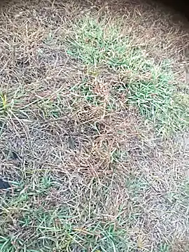 Ambala1 online show from 04-21-26, 01:18