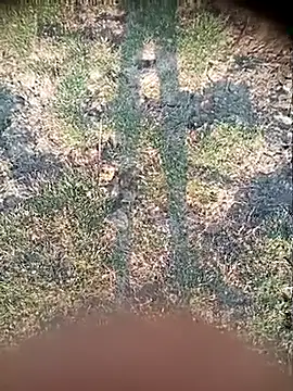 Ambala1 online show from 04-21-26, 01:42