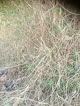 Ambala1 online show from 04-12-26, 06:38