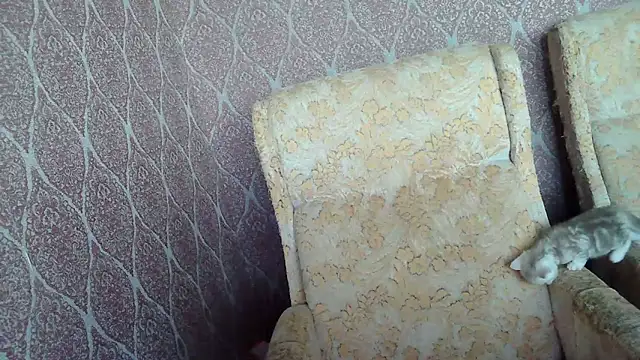 DollyGersonn online show from 04-15-26, 04:40