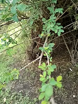 junedkhan99 online show from 04-04-26, 05:25