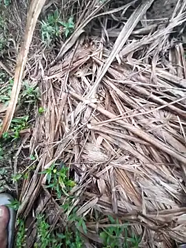 Snapshot of volcanojatt00 chatting on 04-29-26, 03:43 volcanojatt00 online show from 04-29-26, 03:43