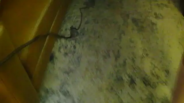 gaydandyboy online show from 05-18-26, 03:39