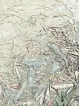 EdenJuniper online show from 05-06-26, 05:00