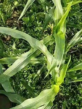 ThethunderPo online show from 03-17-26, 02:25