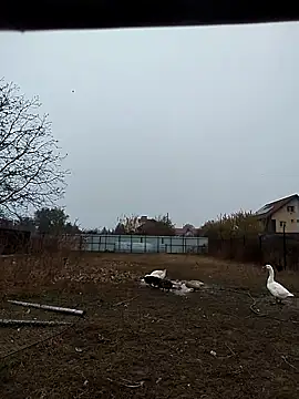 sarpe4 online show from 11-02-25, 06:40