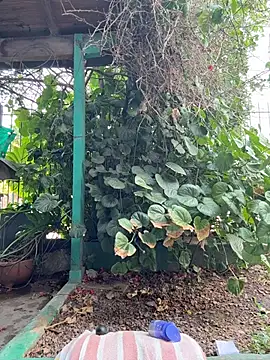 sofy alone online show from 02-05-26, 11:28