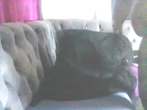 Wanderkid33 online show from 01-17-26, 07:39