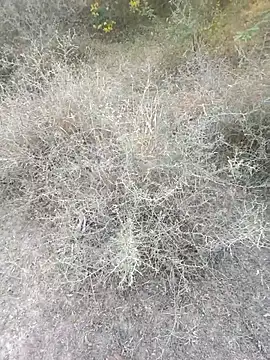 Snapshot of rameshmry1 chatting on 03-06-26, 12:11 rameshmry1 online show from 03-06-26, 12:11